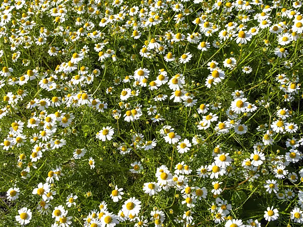 438016 - German chanomile (Matricaria recutita syn. Matricaria chamomilla)