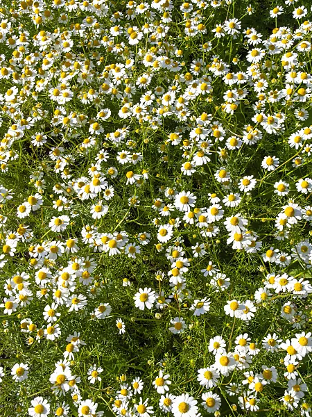 438017 - German chanomile (Matricaria recutita syn. Matricaria chamomilla)