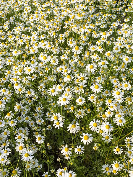 448114 - German chanomile (Matricaria recutita syn. Matricaria chamomilla)
