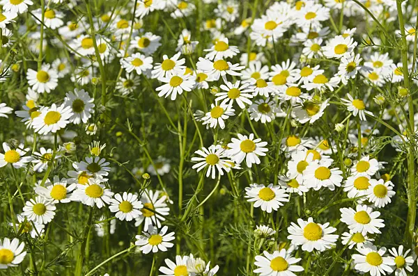 496193 - German chanomile (Matricaria recutita syn. Matricaria chamomilla)