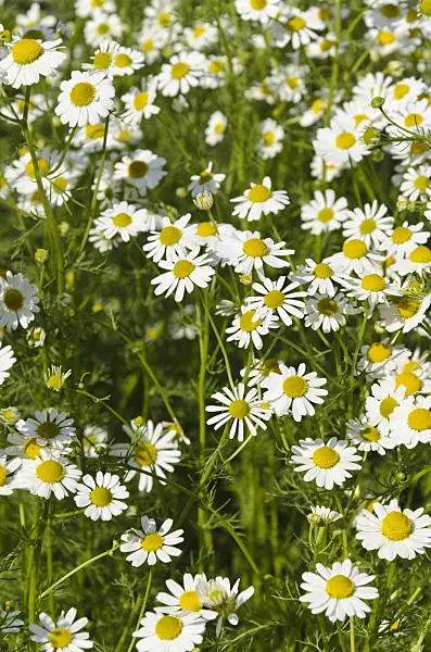 496194 - German chanomile (Matricaria recutita syn. Matricaria chamomilla)