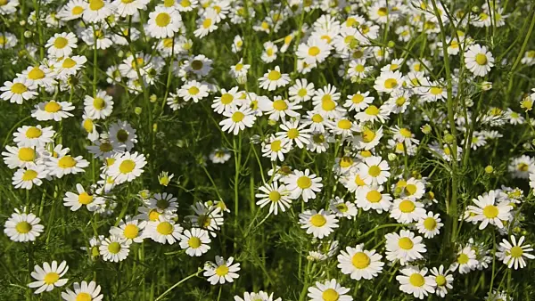 496214 - German chanomile (Matricaria recutita syn. Matricaria chamomilla)