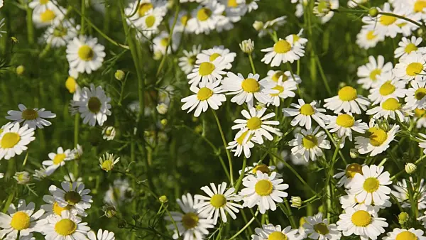 496215 - German chanomile (Matricaria recutita syn. Matricaria chamomilla)