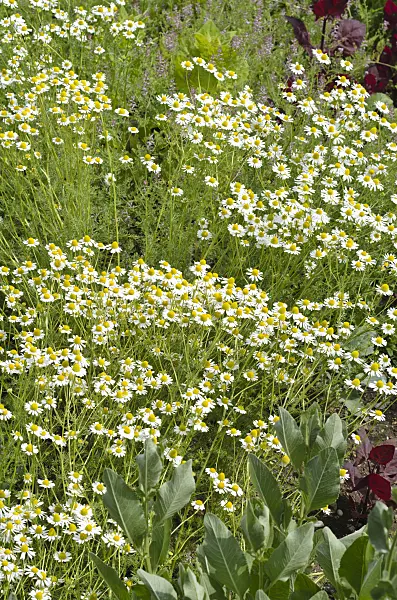 496402 - German chanomile (Matricaria recutita syn. Matricaria chamomilla)