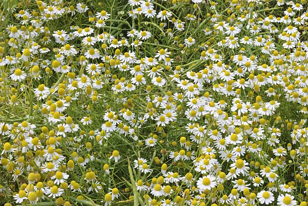 518007 - German chanomile (Matricaria recutita syn. Matricaria chamomilla)