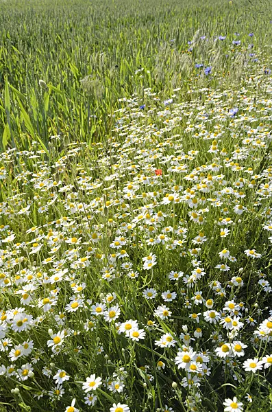 521023 - German chanomile (Matricaria recutita syn. Matricaria chamomilla)