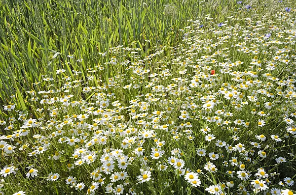 521024 - German chanomile (Matricaria recutita syn. Matricaria chamomilla)