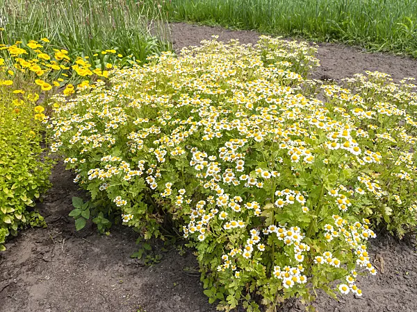 523253 - German chanomile (Matricaria recutita syn. Matricaria chamomilla)