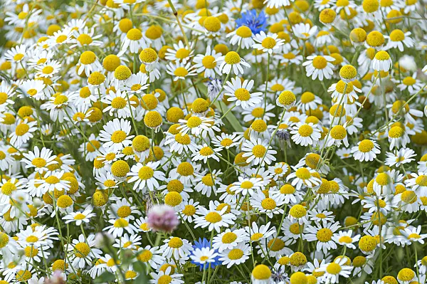 651382 - German chanomile (Matricaria recutita syn. Matricaria chamomilla)