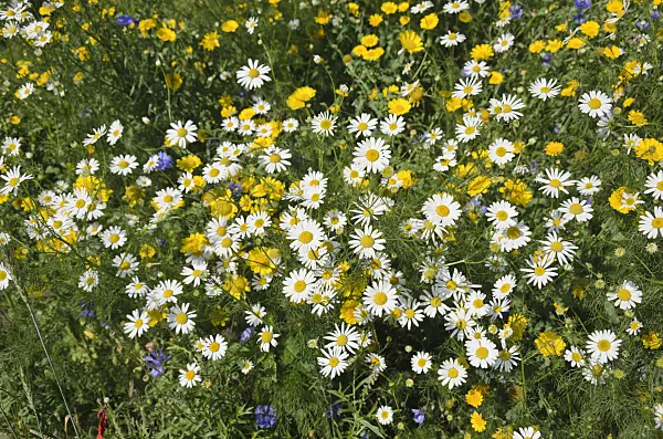 534439 - German chanomile (Matricaria recutita syn. Matricaria chamomilla) and dyer's chamomile (Anthemis tinctoria syn. Cota tinctoria)