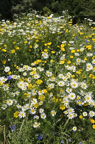 534440 - German chanomile (Matricaria recutita syn. Matricaria chamomilla) and dyer's chamomile (Anthemis tinctoria syn. Cota tinctoria)