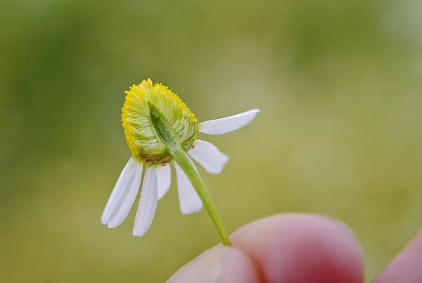 518008 - German chanomile (Matricaria recutita syn. Matricaria chamomilla) with cross-section of the flower head