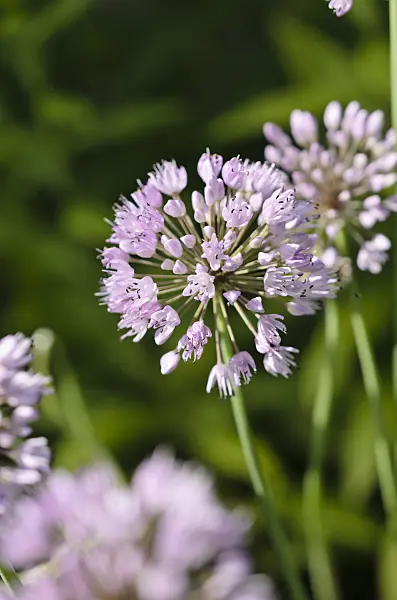 534294 - German garlic (Allium senescens subsp. senescens)