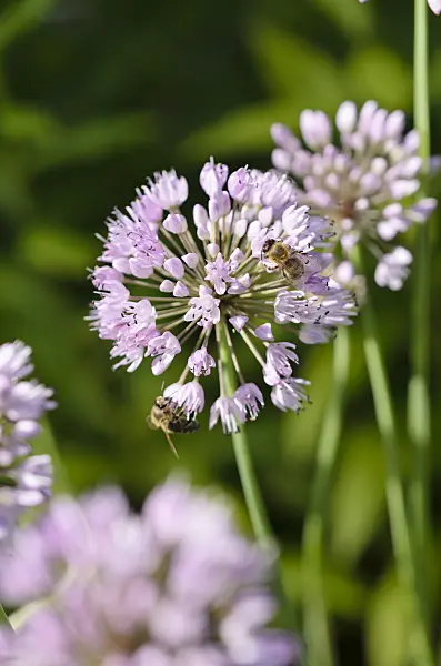 534293 - German garlic (Allium senescens subsp. senescens) and bees (Apis)