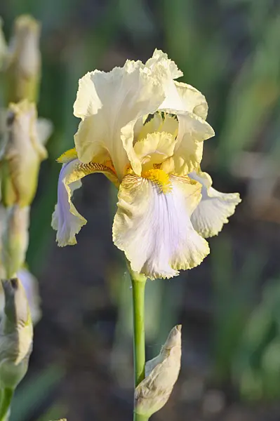 472193 - German iris (Iris germanica 'Omas Sommerkleid')