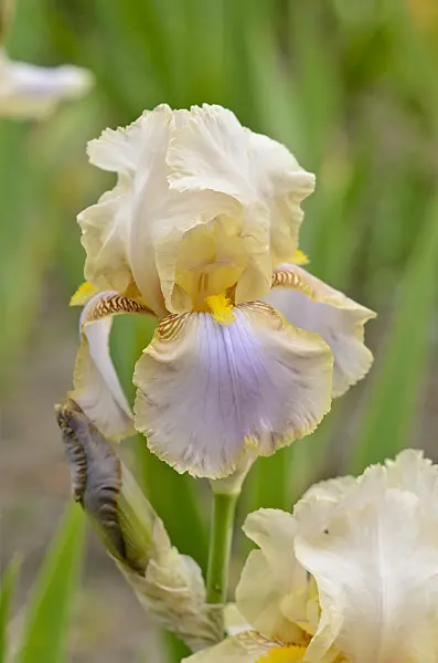 545007 - German iris (Iris germanica 'Omas Sommerkleid')