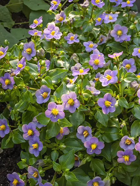 412008 - German violet (Exacum affine)
