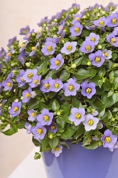 476012 - German violet (Exacum affine)