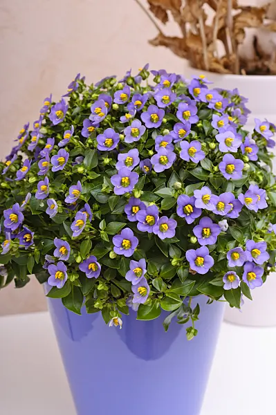 476014 - German violet (Exacum affine)