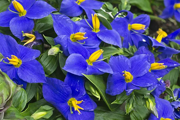 559003 - German violet (Exacum trinervium 'Kandy')