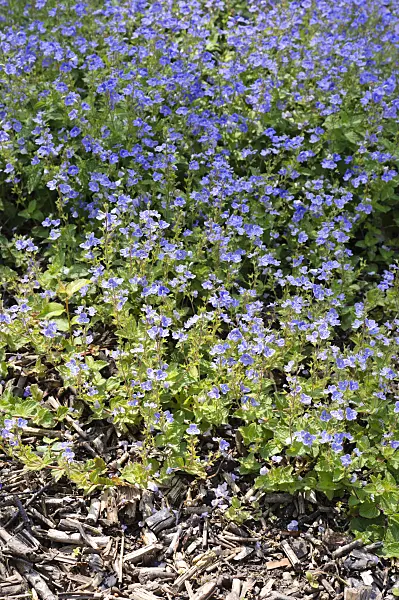 484287 - Germander speedwell (Veronica chamaedrys)