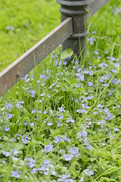 544134 - Germander speedwell (Veronica chamaedrys)