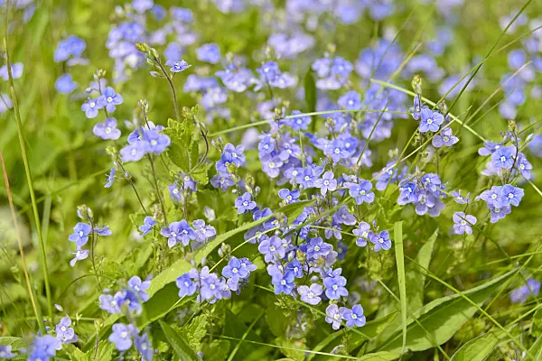 558260 - Germander speedwell (Veronica chamaedrys)