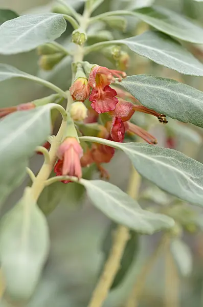 492023 - Germander (Teucrium heterophyllum)