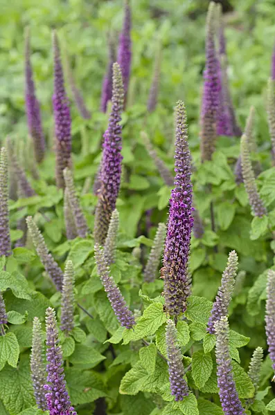 497114 - Germander (Teucrium hircanicum)