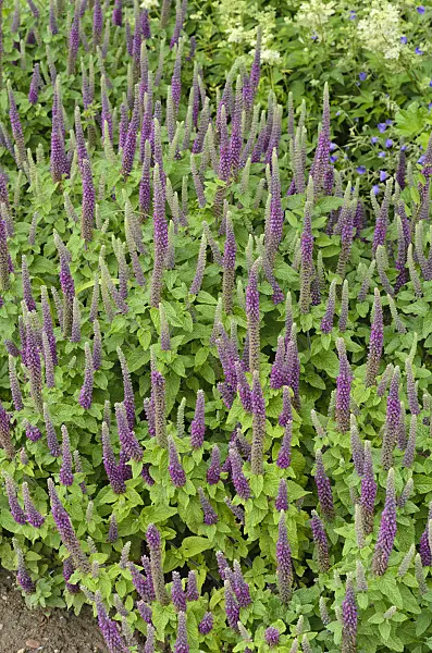 497115 - Germander (Teucrium hircanicum)