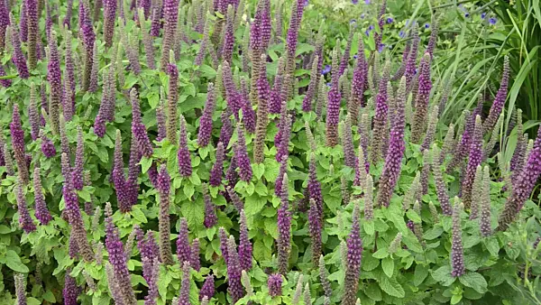 497147 - Germander (Teucrium hircanicum)