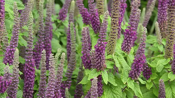 497148 - Germander (Teucrium hircanicum)