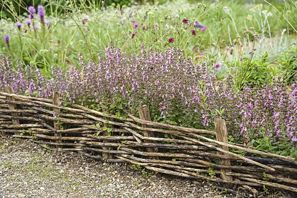 547308 - Germander (Teucrium x lucidrys)