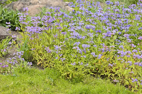 521184 - Gesägter Bartfaden (Penstemon serrulatus)