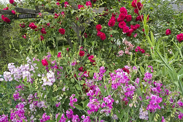 610019 - Gesse à larges feuilles (Lathyrus latifolius) et rosier (Rosa)