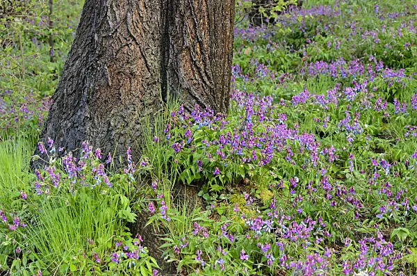 555061 - Gesse de printemps (Lathyrus vernus)