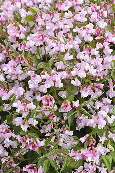 471198 - Gesse de printemps (Lathyrus vernus 'Alboroseus')