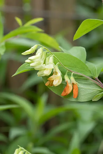 664222 - Gesse jaune (Lathyrus laevigatus)