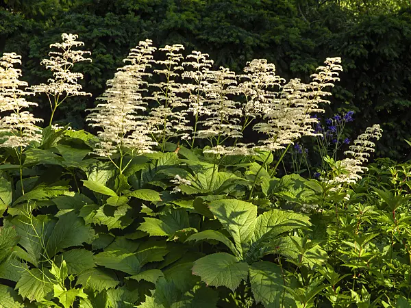 438189 - Gestieltblättriges Schaublatt (Rodgersia podophylla)