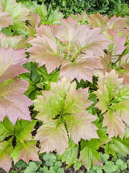 450035 - Gestieltblättriges Schaublatt (Rodgersia podophylla)