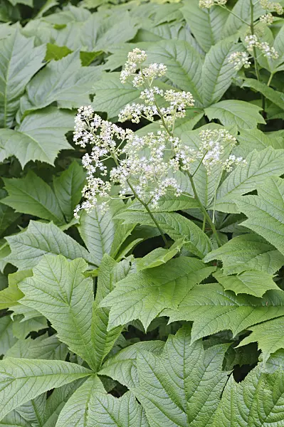 472246 - Gestieltblättriges Schaublatt (Rodgersia podophylla)
