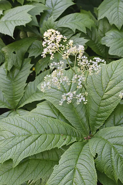 472247 - Gestieltblättriges Schaublatt (Rodgersia podophylla)