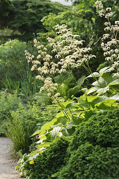 485014 - Gestieltblättriges Schaublatt (Rodgersia podophylla)