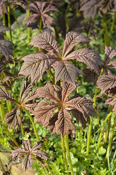 531185 - Gestieltblättriges Schaublatt (Rodgersia podophylla)