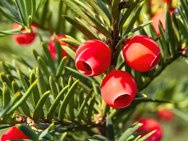 464082 - Gewöhnliche Eibe (Taxus baccata)