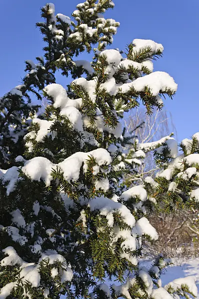 491027 - Gewöhnliche Eibe (Taxus baccata)