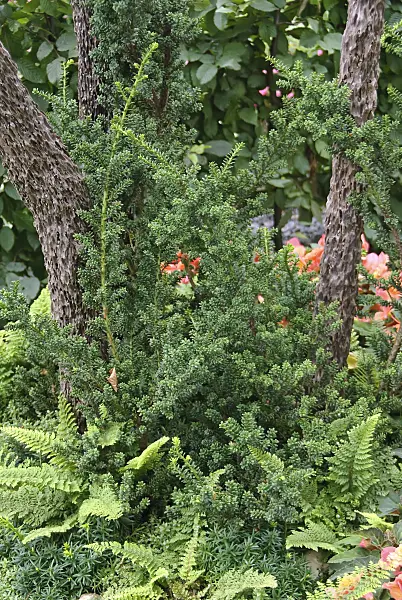 502440 - Gewöhnliche Eibe (Taxus baccata 'Amersfoort')