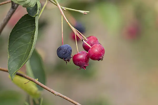 638030 - Gewöhnliche Felsenbirne (Amelanchier ovalis syn. Amelanchier rotundifolia)