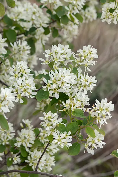 675005 - Gewöhnliche Felsenbirne (Amelanchier ovalis syn. Amelanchier rotundifolia)