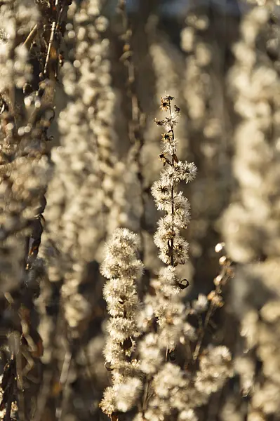 515002 - Gewöhnliche Goldrute (Solidago virgaurea)